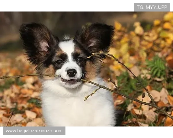 ag百家官方网官网入口指南详解如何安全登录与账号注册流程介绍 ag百家官方网官网入口指南详解如何安全登录与账号注册流程介绍